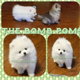 Pomeranian Puppies from The Bomb Poms