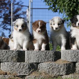 Out West Aussies breeder of Australian Shepherd