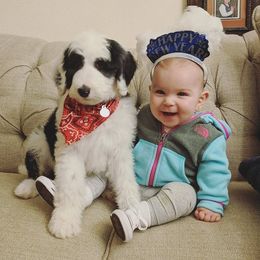 Sheepadoodle Puppies from Liberty Hill Sheepadoodles
