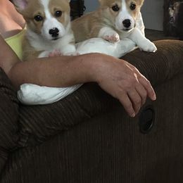 Pembroke Welsh Corgi Puppies from Carol's AKC Corgis