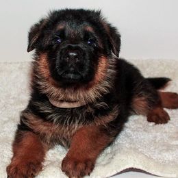 German Shepherd Puppies from Brimka Haus German Shepherds