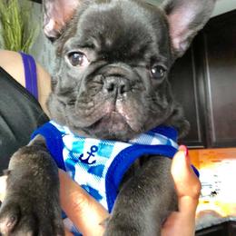  Puppies from Bouledogue Royal