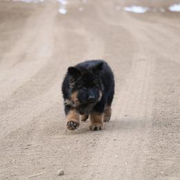 German Shepherd Puppies from Lost Creek German Shepherds LLC