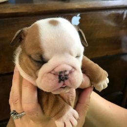 English Bulldog Puppies from Silver State Bulldogs