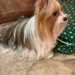 Yorkshire Terrier All Grown Up from Hocking’s Precious Yorkies
