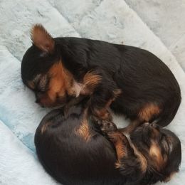 Yorkshire Terrier Puppies from Starlet Yorkies