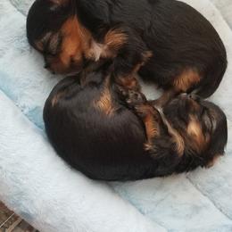 Yorkshire Terrier Puppies from Starlet Yorkies