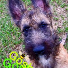 Belgian Laekenois Puppies from Chiens de Rafale