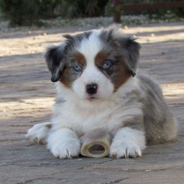 Harvest Wind Mini Americans breeder of Miniature American Shepherd