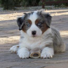 Harvest Wind Mini Americans breeder of Miniature American Shepherd