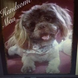 Sir Ryan’s Sweet Swisher “Swisher” - Shih Tzu