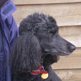 Poodle All Grown Up from Starfleet Poodles