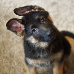 German Shepherd Puppies from Vom Musselman