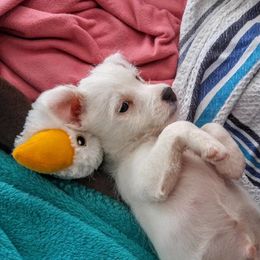 Jack Russell Terrier Puppies from Diamond Gates Jack Russel Terriers