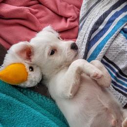 Jack Russell Terrier Puppies from Diamond Gates Jack Russel Terriers