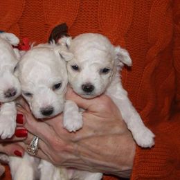 Bichon Frise Puppies from Cher Ami Bichons