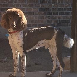Cowboy  - Poodle