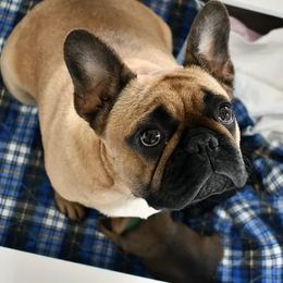 Julip  - French Bulldog