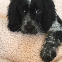 English Springer Spaniel Puppies from Rocky Mountain Springer Spaniels