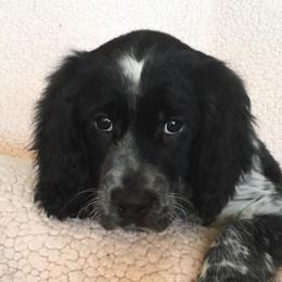 English Springer Spaniel Puppies from Rocky Mountain Springer Spaniels
