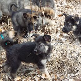 German Shepherd Puppies from Von Prinz German Shepherds