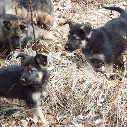 German Shepherd Puppies from Von Prinz German Shepherds