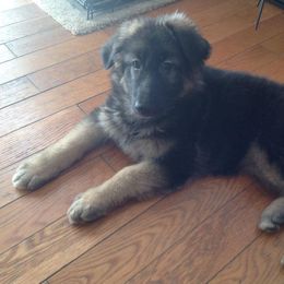 German Shepherd Puppies from Peakes Brook Shepherds