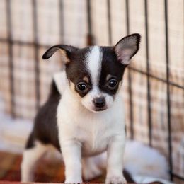 Chihuahua Puppies from Toyville Chihuahuas