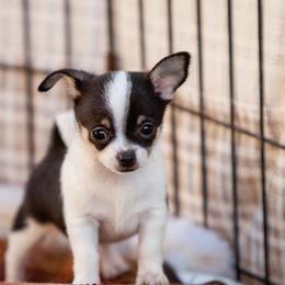 Chihuahua Puppies from Toyville Chihuahuas