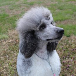 Willow - Poodle