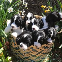 English Springer Spaniel Puppies from Valentine English Springers