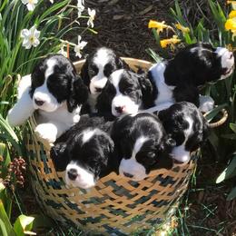 English Springer Spaniel Puppies from Valentine English Springers