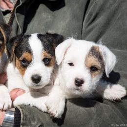 Jack Russell Terrier Puppies from Little Eden Jack Russell Terriers