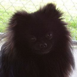 Pomeranian adult dog