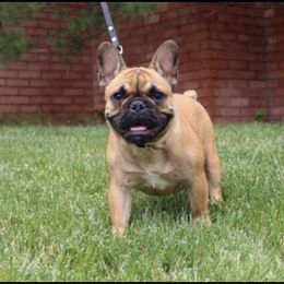 Khloe - French Bulldog