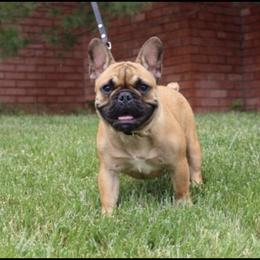 Khloe - French Bulldog