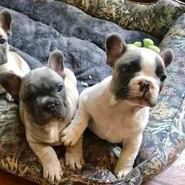 Magnum French Bulldogs breeder of Boston Terrier, French Bulldog