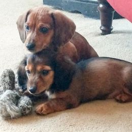 Dachshund Puppies from Cantrell Pups