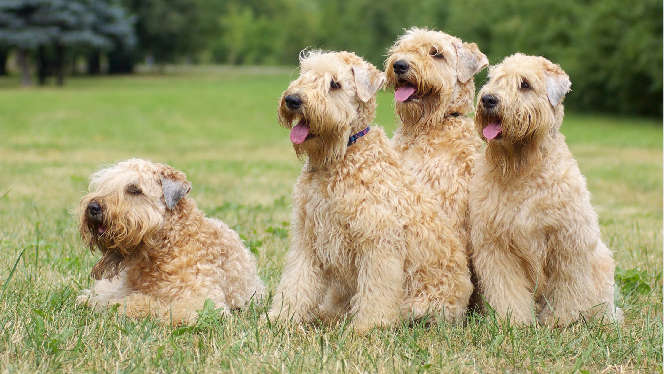 Iris soft 2024 coated wheaten terrier