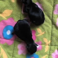 Yorkshire Terrier Puppies from Sassyville EKN Yorkies