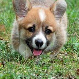 Dalarno Pembroke Welsh Corgis breeder of Cardigan Welsh Corgi
