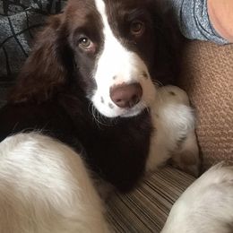 English Springer Spaniel Puppies from Rocky Mountain Springer Spaniels