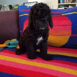 Poodle Puppies from Bouquet of Poodles