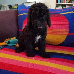 Poodle Puppies from Bouquet of Poodles