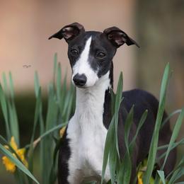 Chance - Italian Greyhound