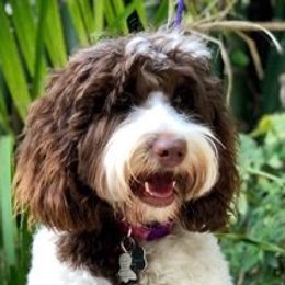 Australian Labradoodle adult dog