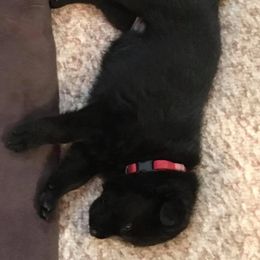 German Shepherd Puppies from Stevens German Shepherds