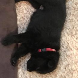 German Shepherd Puppies from Stevens German Shepherds