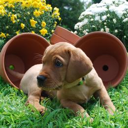Labrador Retriever Puppies from Terracotta Treasures Labradors