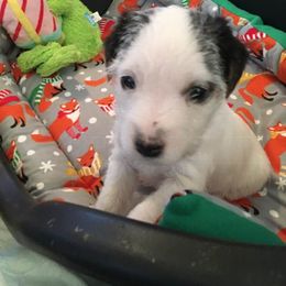 Jack Russell Terrier Puppies from Rock Chalk Terriers